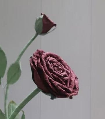 Giant Blooms 23PGF18 Paper Roses