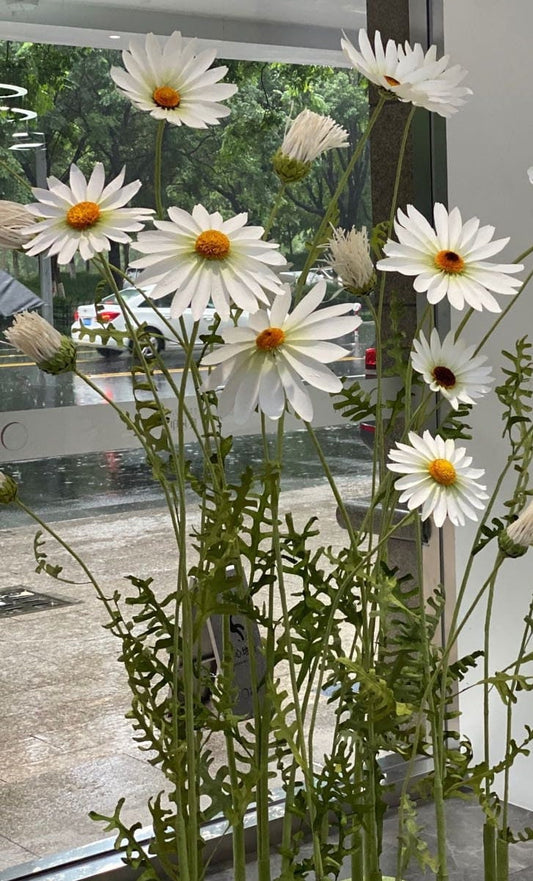 Giant Blooms 23PGF05 Paper Daisies